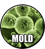 Visual mold inspection in Vancouver homes